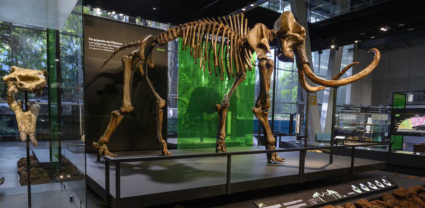 Mamut. El gegant de l’edat de gel